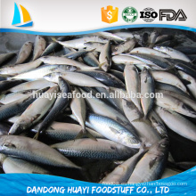 HACCP, ISO, Certificación de la FDA y Cuerpo, Filete, Parte Entera congelados pacíficos peces de caballa